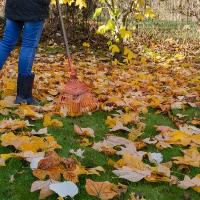 Leaves